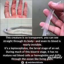 A scientific illustration shows the flattened, leaf-shaped larva of an eel.