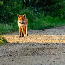 A fox looking alertly from a grassy setting.