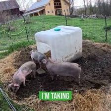 A pig stands in a farm enclosure with its mouth open.