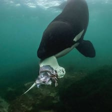 An orca in the ocean hunting or pursuing prey