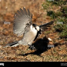 A bird landing on or standing on the ground