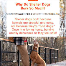 A dog barking in an animal shelter