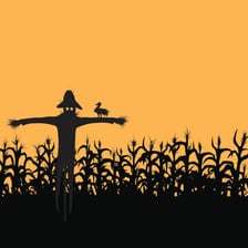 A crow perched among rows of corn