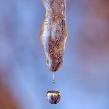 An icicle melting and releasing drops of water