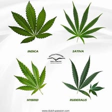 Cannabis leaves associated with marijuana.