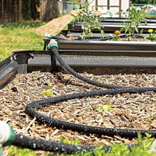 A garden hose watering plants in a vegetable plot