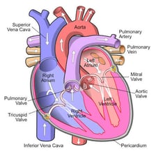 An anatomical diagram labeling the vena cava