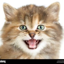 A kitten with its mouth open as if meowing.