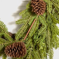 Pine cones attached to a pine tree
