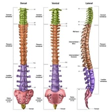 An educational illustration of the human spine