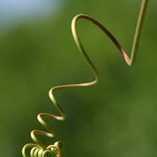 A vine with curling tendrils wrapped around a support