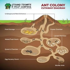 A cutaway view of an underground ant nest with many chambers.