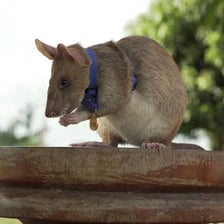 A trained rat being used in an explosive-detection program