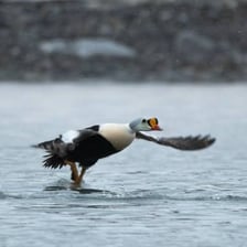 An eider duck floating on water.