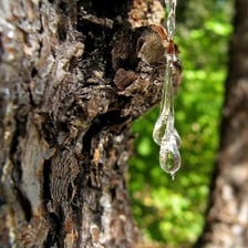 Thick tree sap slowly oozing from a trunk.