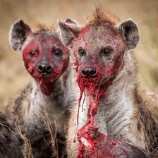 A spotted hyena, an animal known for its distinctive laughing-sounding call