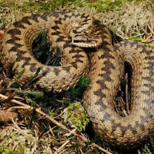 A European adder, a patterned venomous snake, resting in grass.