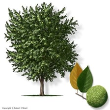 A knobbly green Osage orange fruit hanging from a tree.