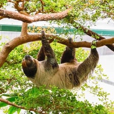 A sloth hanging upside down from a tree branch
