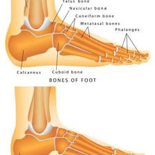 Human foot viewed from the side with the heel clearly visible