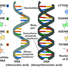 An educational illustration of RNA involved in protein synthesis.