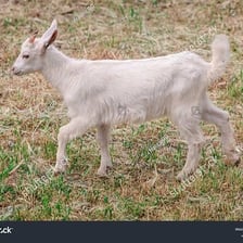 A goat standing in a field