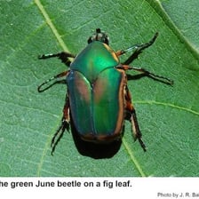 A June bug beetle photographed up close