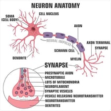 An educational illustration of interconnected neurons.