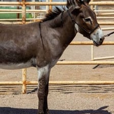 A burro, or donkey, standing outdoors.