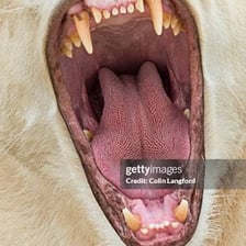 An animal shown with its mouth opened wide.