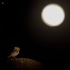 A young owl perched in a nighttime setting
