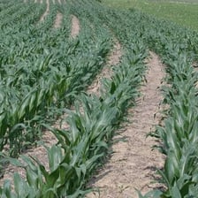 A field containing corn and wheat crops.