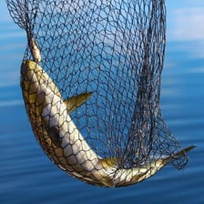 A fisherman using a net to capture a fish