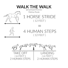 A horse moving with raised, lively steps