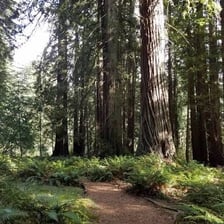 A group of trees forming a grove