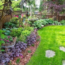 Common plants growing in an ordinary garden
