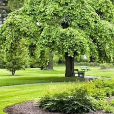 A mature elm tree with a broad leafy crown