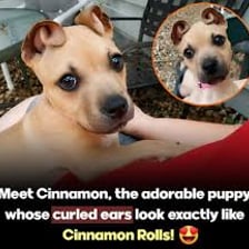 An adorable puppy that might prompt someone to say “Aww!”