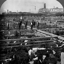 A ranch worker tending cattle.