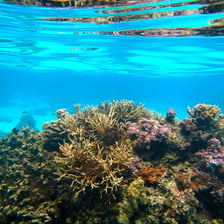 A colorful coral reef in clear shallow water.