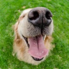 A dog shown in close-up with a visibly wet nose.