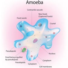 An amoeba extending pseudopodia under a microscope.