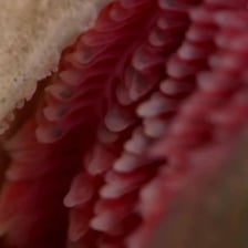 Close-up view of a fish’s gills underwater.