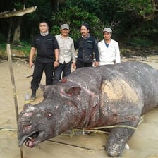 A Javan rhinoceros in a natural forest habitat