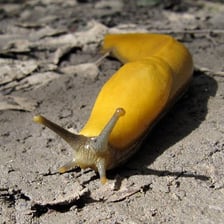 A yellow banana slug moving across a damp forest floor