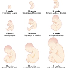A visual timeline showing different stages of a human life