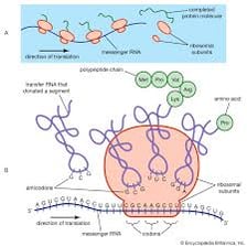 An educational illustration of an RNA molecule associated with a biological cell.
