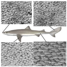A close-up shows the rough, toothlike dermal denticles on shark skin.