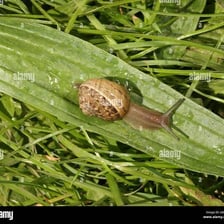 Several snails on a leaf, illustrating their famously slow movement.