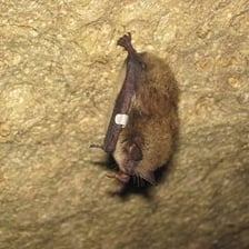 Bats hanging upside down from the ceiling of a cave.